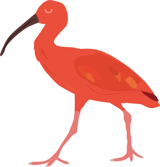 Ibis