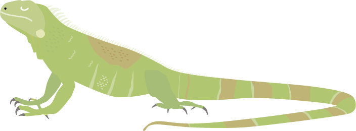 Iguane