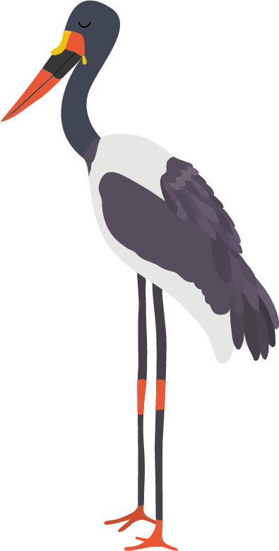 Jabiru