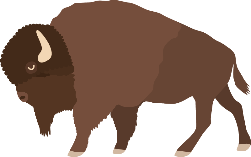 Bison